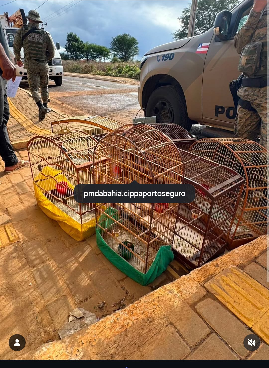 ​🌿🐦 JUNHO VERDE: AÇÕES DE EDUCAÇÃO AMBIENTAL RESULTAM NA DEVOLUÇÃO DE 56 AVES SILVESTRES À NATUREZA