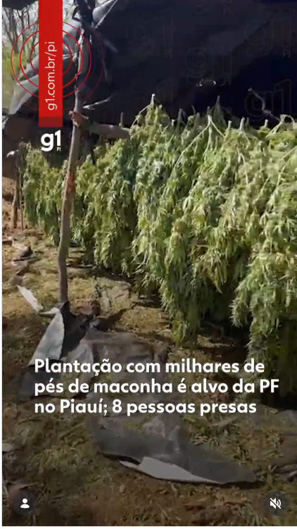 PLANTAÇÃO COM MILHARES DE PÉS DE MACONHA É ALVO DA PF NO PIAUÍ; 8 PESSOAS PRESAS